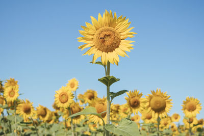 Close-up of sunflower against clear blue sky