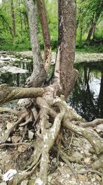Close-up of tree roots in forest