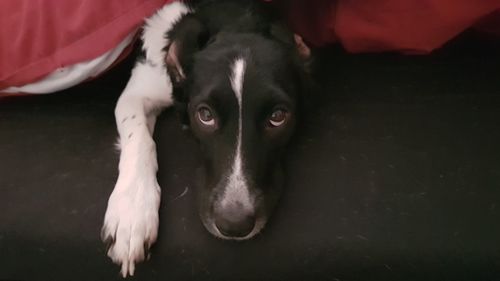 Close-up portrait of dog lying down