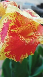 Close-up of yellow flower