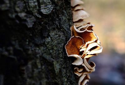 Close-up of mushroom on tree trunk