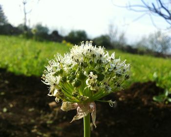 Close-up of white dandelion flower