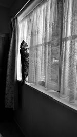 Rear view of a cat looking through window