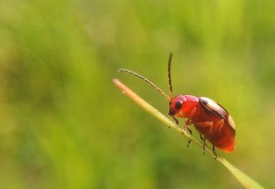Close-up of ladybug on leaf