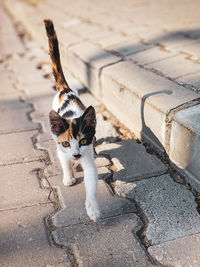 High angle view of cat on footpath