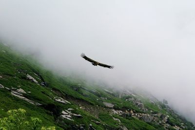 Bird flying over mountain in foggy weather