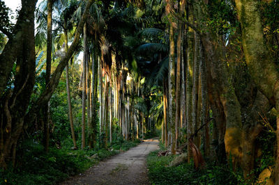 Footpath passing through forest