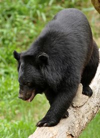 Close-up of black dog on field