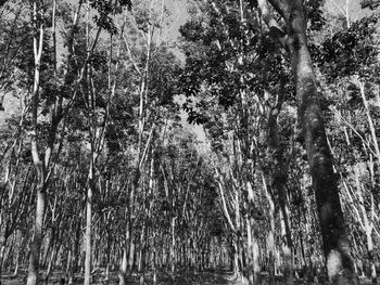 Low angle view of bamboo trees in forest