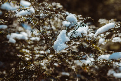 Close-up of snow on branch