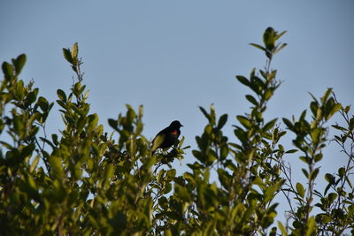 Low angle view of bird perching on plant against sky