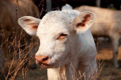 Close-up of a goat