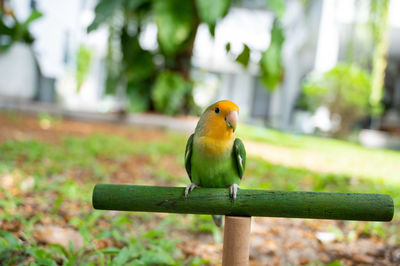 Close-up of bird perching on wood