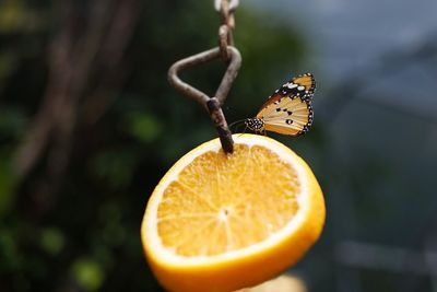 Close-up of butterfly on orange slice hanging from chain