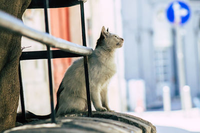 Close-up of a cat looking away