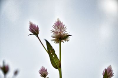 Low angle view of flowers blooming against sky