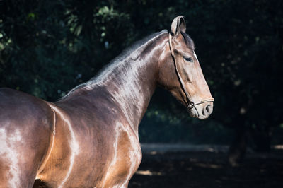 Side view of brow horse during sunny day