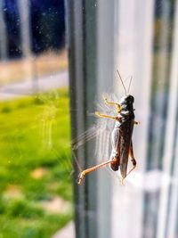 Close-up of insect on glass window