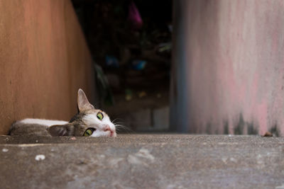 Close-up of a cat resting