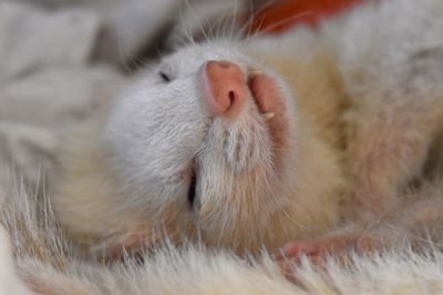 Close-up of white ferret sleeping