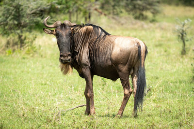 Wildebeest standing on grassy land