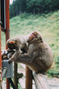 Monkey looking away