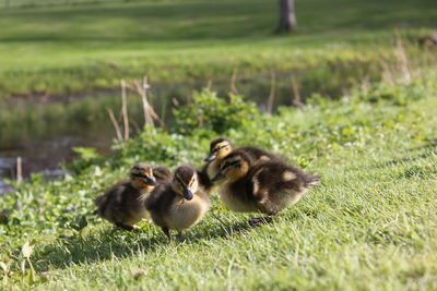 Ducks in a field