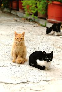 Portrait of cat sitting on footpath