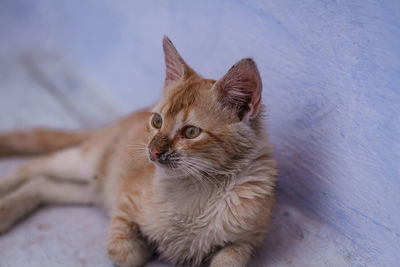 Close-up of a cat looking away