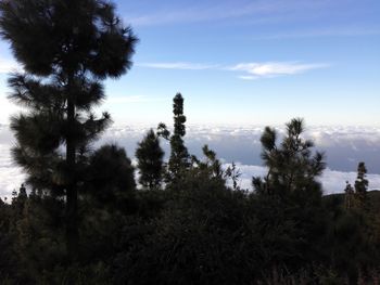 Low angle view of trees against sky