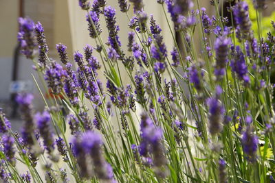 Close-up of lavender field