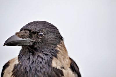 Portrait of raven bird