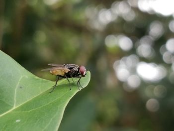 Close-up of fly on leaf