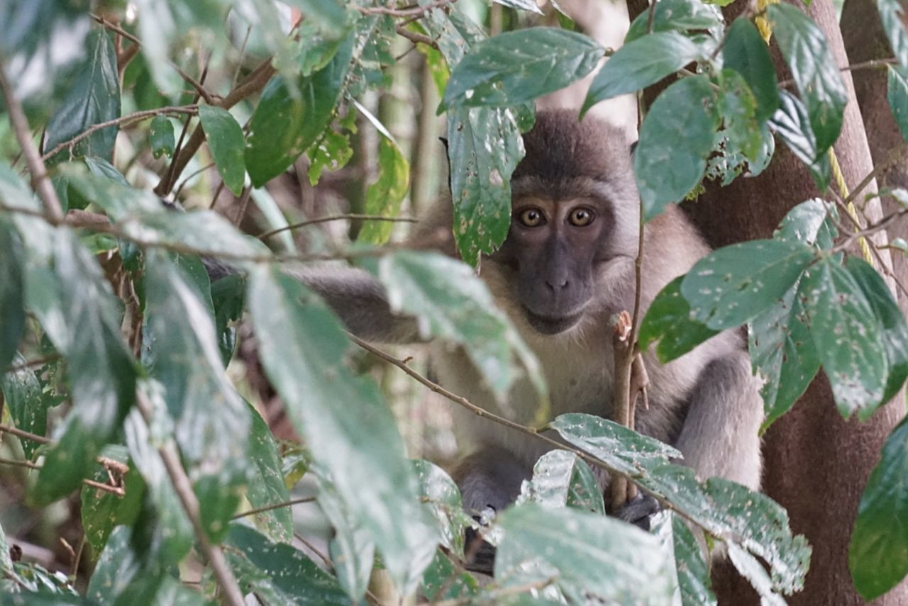 animal, animal themes, mammal, animal wildlife, tree, wildlife, plant, leaf, plant part, nature, one animal, portrait, branch, primate, no people, looking at camera, monkey, land, environment, forest, jungle, outdoors, young animal, koala, rainforest, cute, day