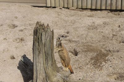 High angle view of horse on sand