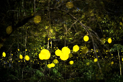 Close-up of raindrops on yellow flowering plant