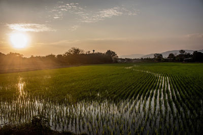 Scenic view of agricultural field against sky during sunset