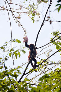 Low angle view of perching on tree against sky