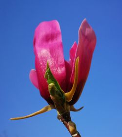 Close-up of pink rose against blue sky