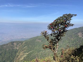 Scenic view of tree by mountain against sky