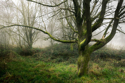 Trees growing in forest against sky