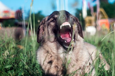 Close-up of a dog