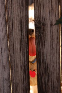 Close-up of dog seen through broken wooden fence