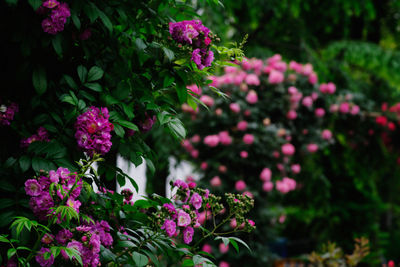 Close-up of purple flowering plants