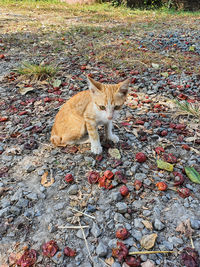 High angle view of cat lying on field