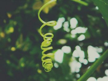 Close-up of plant