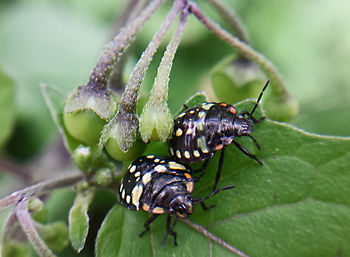 Close-up of nezara viridula on leaf