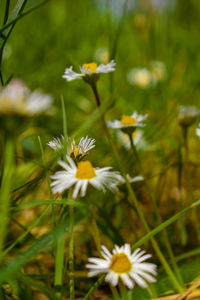 Close-up of white daisy flowers on field