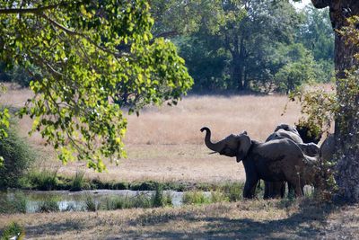 Elephant in a forest