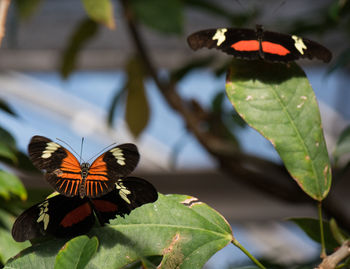 Close-up of butterfly pollinating flower